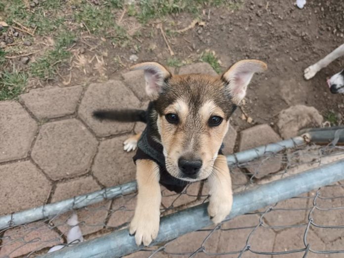 En Morelia; alimentarán a perritos callejeros este 31 de diciembre