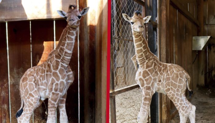 ¡Niurka y Muñeco son papás! Nace jirafa en el Zoo de Morelia