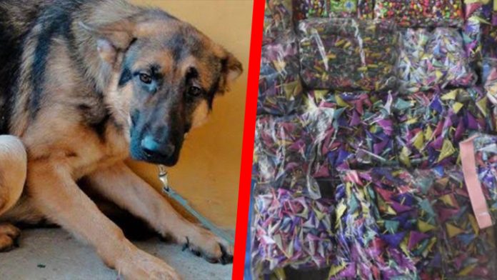 caninos extraviados