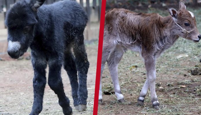 ¡Ternurita! Nace un burrito y cebú pigmeos en Zoo de Morelia