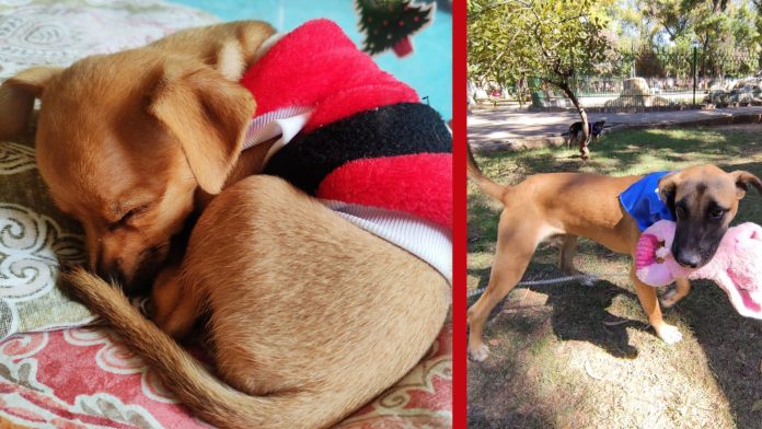 Esta navidad no regales mascotas, su adopción debe ser responsable