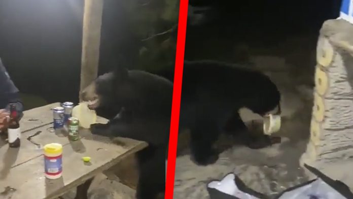 Mientras padre e hijo “pisteaban” oso les roba la comida