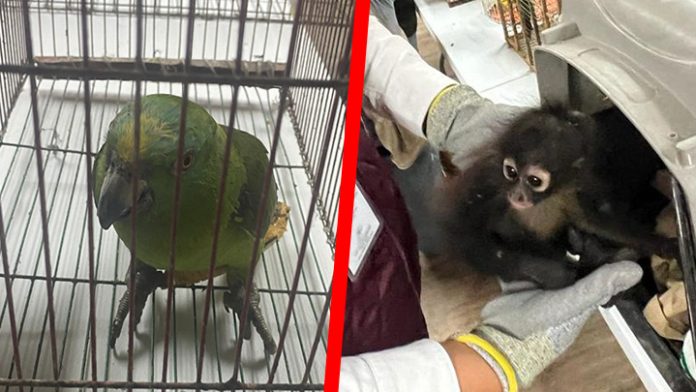 l comercio ilegal de animales exóticos y silvestres es una de las mayores problemáticas en Michoacán