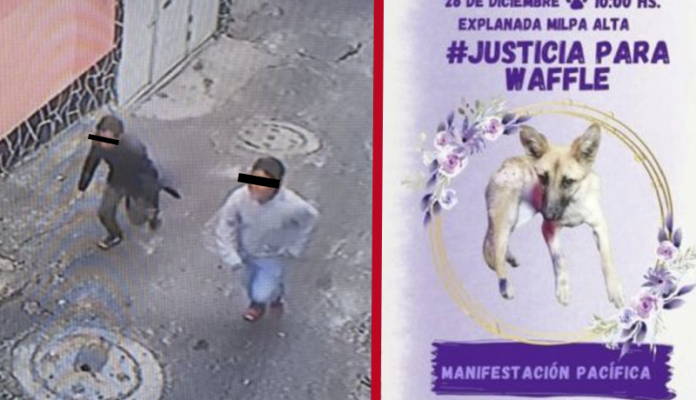 Vecino denuncian el asesinato de la perrita ‘Waffle’ en Milpa Alta