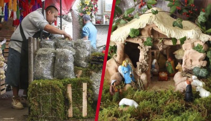 Recolección de musgo causa daños extremos en el medio ambiente