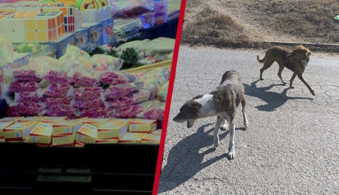 Pirotecnia puede causar que los perritos se automutilen