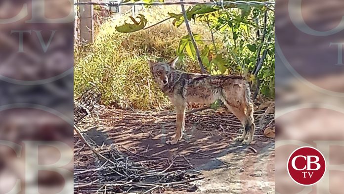 Capturan a coyote que paseaba en fraccionamiento de Zamora