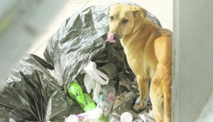 Para salvarlos de explosivos; perritos callejeros serán alimentados en Morelia