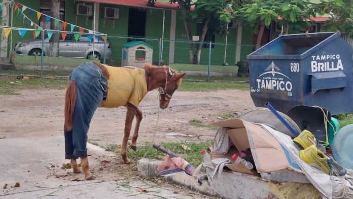 Hombre causa indignación por vestir a su caballo como humano