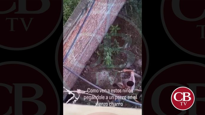 VIDEO: Acorralan y golpean a perrito en Sahuayo