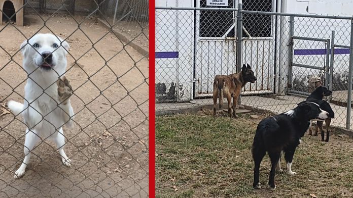 ¡Los perritos no son juguetes! No los regales estas fechas decembrinas