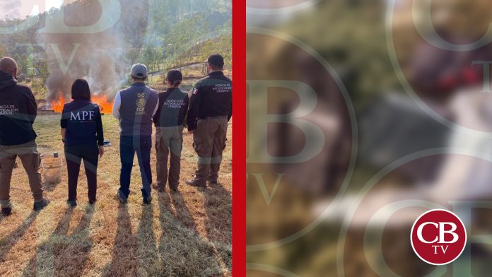 Incineran más de una tonelada de drogas en Morelia