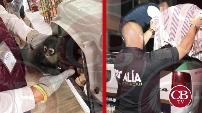 Serpientes, un mono y aves fueron rescatados de una vivienda de Morelia