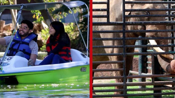 ¿Ya tienes plan? El Zoo de Morelia extiende su horario estas vacaciones