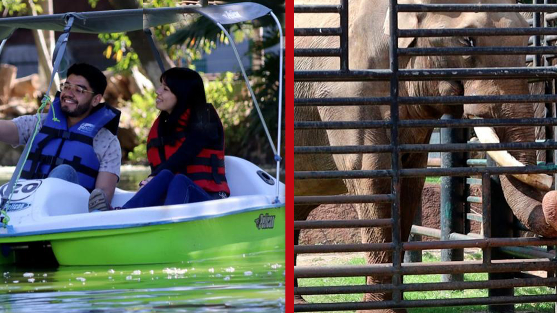 ¿Ya tienes plan? El Zoo de Morelia extiende su horario estas vacaciones ¿Ya tienes plan? El Zoo de Morelia extiende su horario estas vacaciones