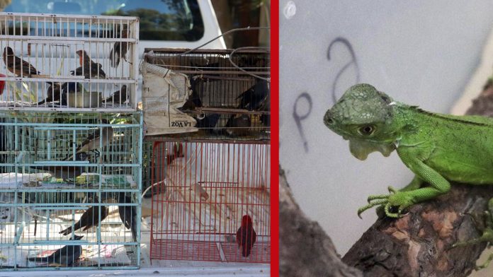 Más de 100 especies traficadas han sido decomisadas en Morelia