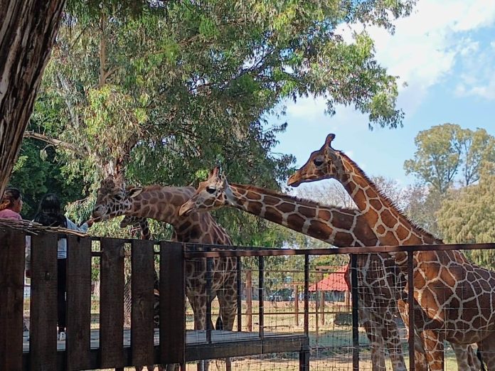 Zoológicos podrían tener menor tiempo de visita de turistas y locales para mayor proyección de las especies