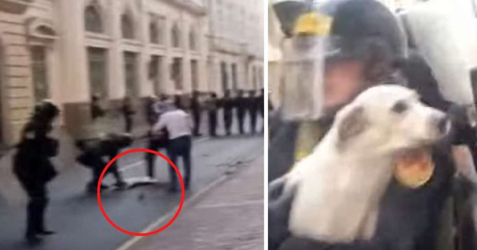 VIDEO: Perrito resulta herido en las manifestaciones de Perú