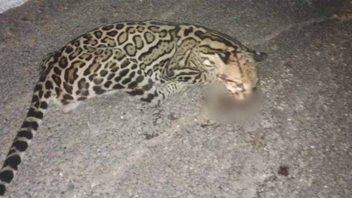 Atropellan a Ocelote en la carretera de Veracruz