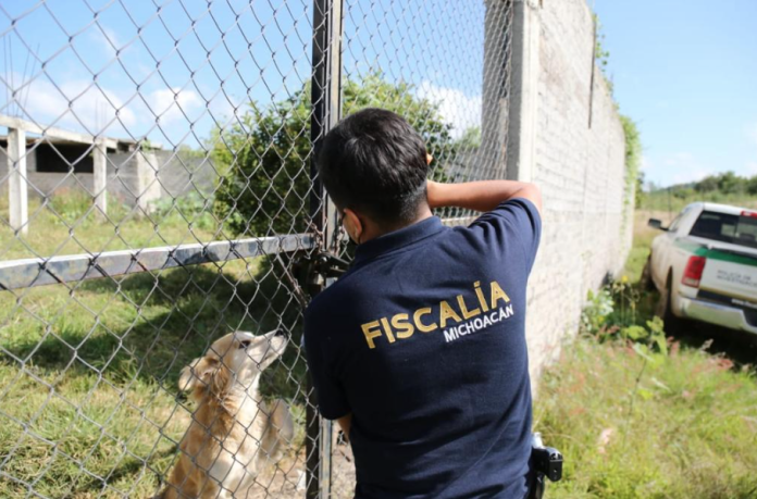 Rescata FGE 83 especies por maltrato y crueldad animal en 2022