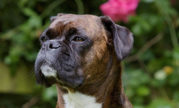 Perro mata a niño de 6 años en Zapopan