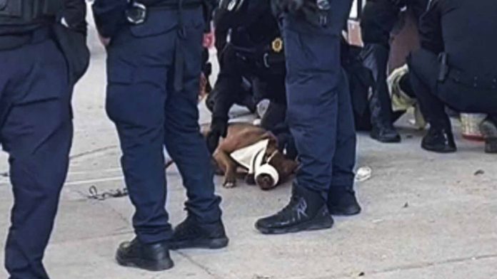 Detienen a un perro por morder a un policía