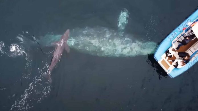 Por primera vez captan el primer nacimiento de una ballena gris