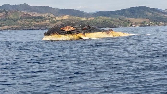 La ballena presentaba una gran herida en el dorso.