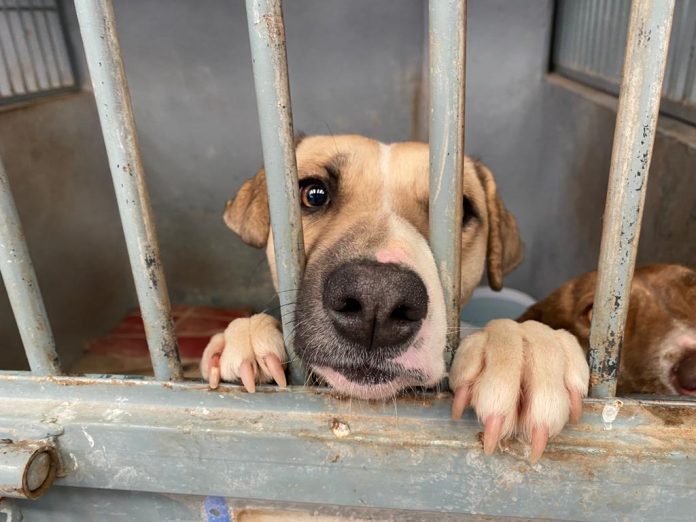 Con arrestos y multas de 50 mil pesos se sancionará maltrato animal en Morelia