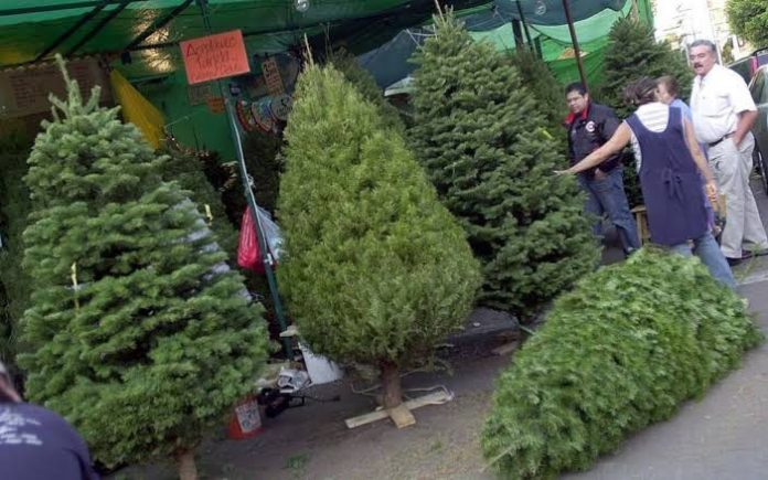 ¿Tienes pino natural? Regrésalo al medio ambiente y recicla