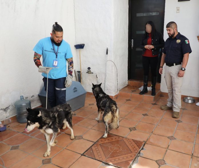 Dos perritos husky fueron rescatados de constante maltrató en la colonia Fray Antonio de San Miguel