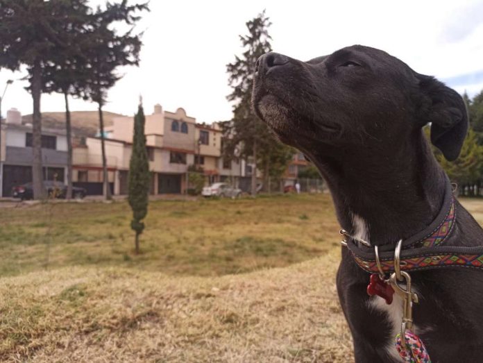 En el Edomex, es posible mediar sobre la tenencia y custodia de los animales domésticos