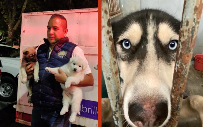 En Morelia; hasta 6 zonas con venta ilegal de perritos
