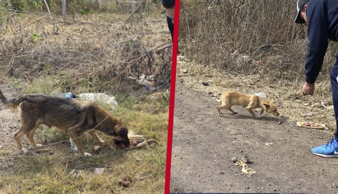 Este fin de Año; Más de 2 mil perritos callejeros recibieron alimento en Morelia
