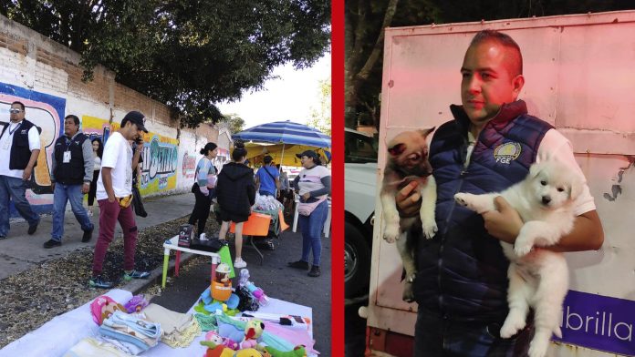 En Morelia; 11 perritos decomisados por venta en vía pública