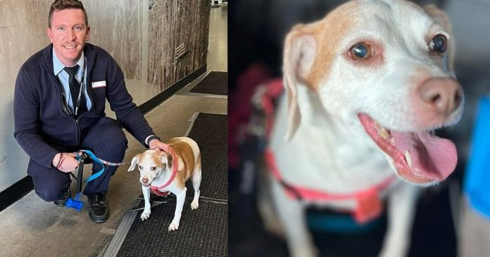 Mujer abandona a perrita en el aeropuerto porque no entró bajo el asiento del avión