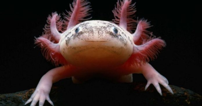 Sheinbaum reitera invitación a conocer especie endémica en Museo del Axolote