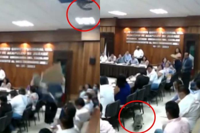 VIDEO: Mapache cae del techo en salón de Cabildos de Acapulco