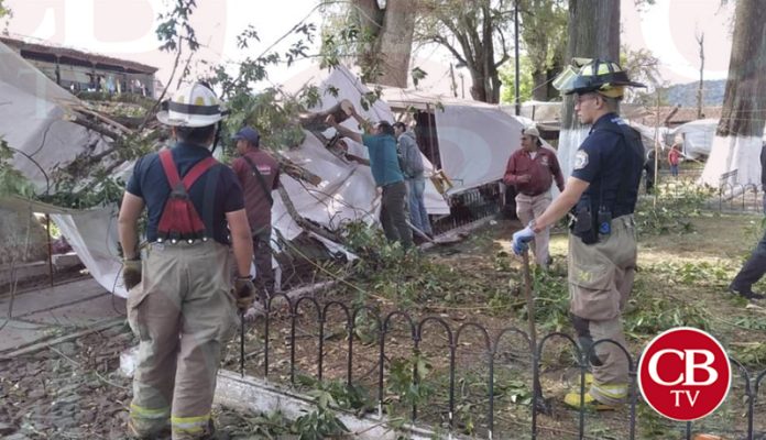 Le cae rama de un árbol a los puestos de la Basílica en Pátzcuaro