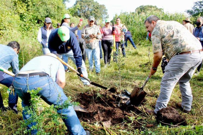 Para evitar la deforestación; busca Michoacán certificación ambiental para cultivo de aguacate