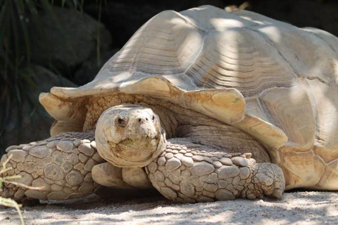 En Morelia; familia pone en riesgo a una tortuga por tomarse una foto
