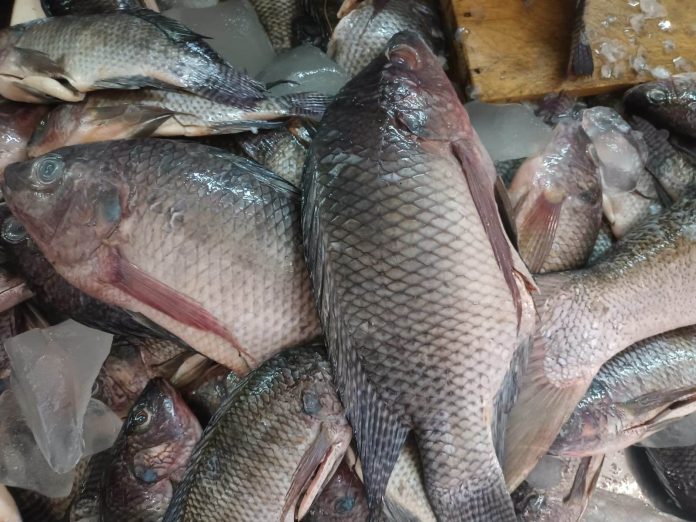 Esta cuaresma se comercializarán 120 toneladas de mariscos a ¡precios bajos!