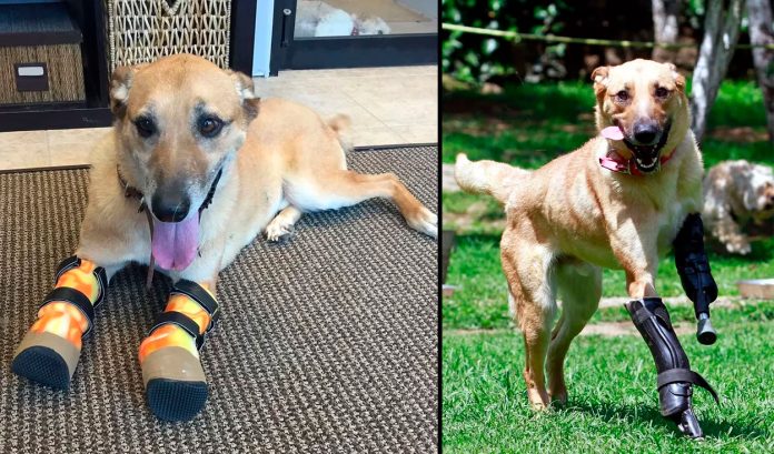 Pay de Limón, perrito mutilado por narcos compite por ‘la mascota favorita’