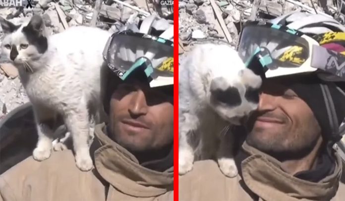 Gatito que fue rescatado se niega dejar al hombre que lo salvó en Turquía 