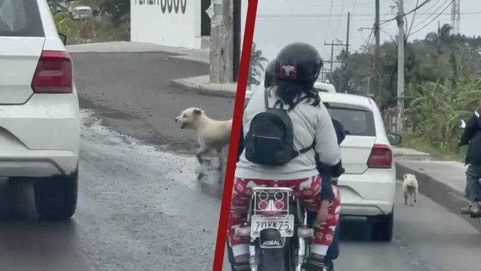 Abandonan a perrito a media carretera
