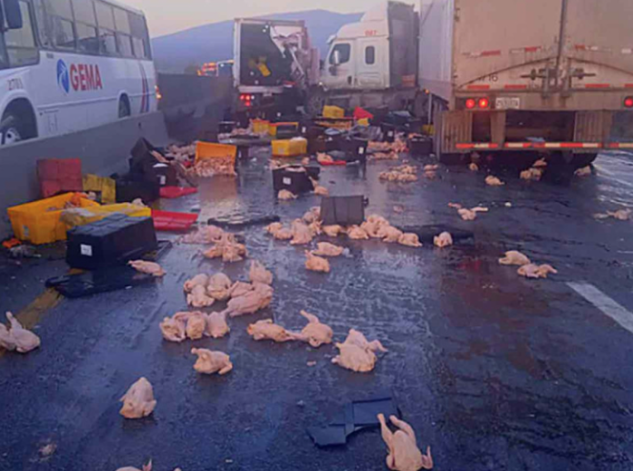 e roban pollos  tras fuete choque entre tráiler y camión en García