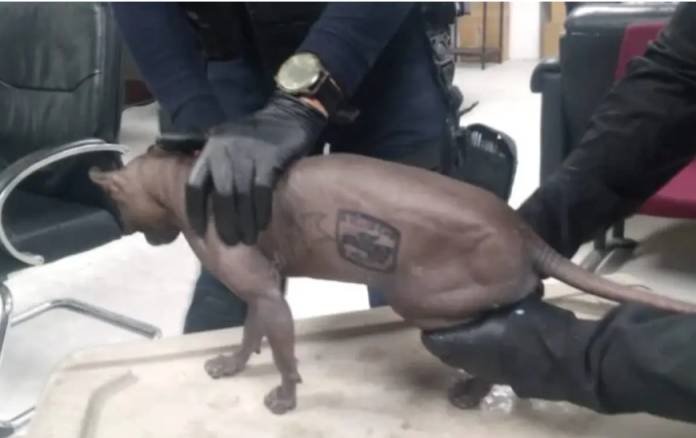 Rescatan a gato egipcio tatuado dentro del Cereso 3 de Cuidad Juarez  