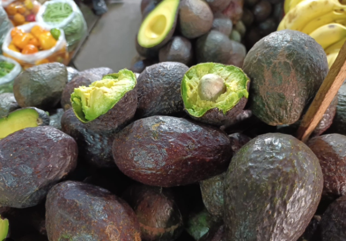 Aguacateros se están acabando el agua de Michoacán