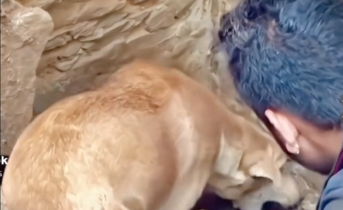 Perrita lucha para rescatar a sus cachorros entre los escombros tras derrumbe en Turquía