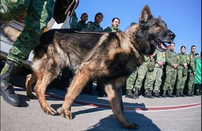 Revelan la causa de muerte del perro rescatista Proteo 